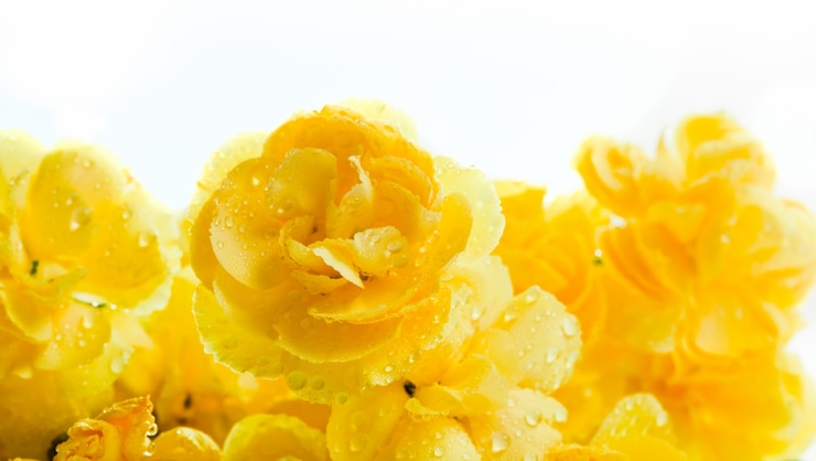 Photo gratuit bourgeons de fleurs jaunes