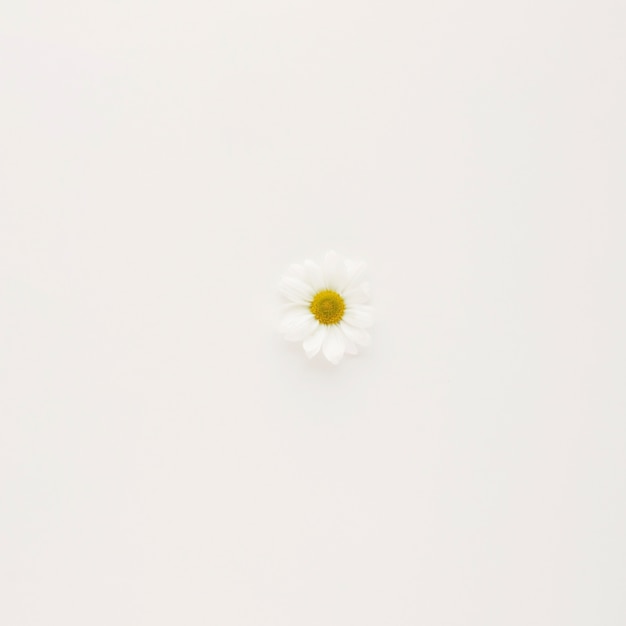 Bouton de fleur de marguerite blanche