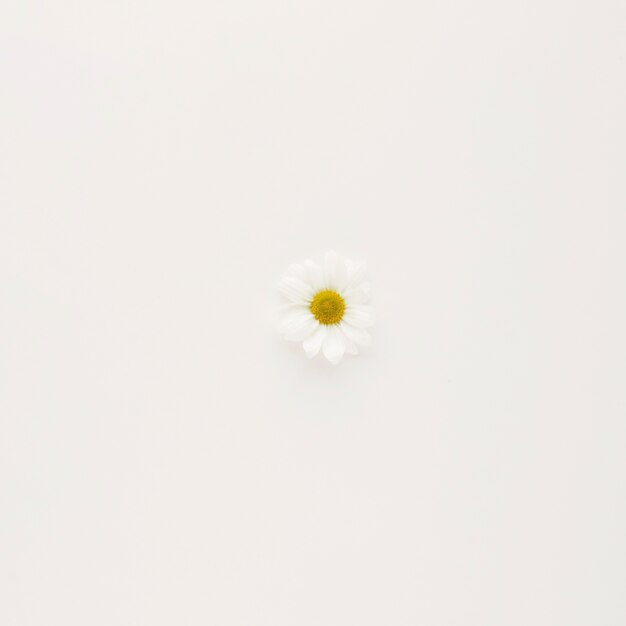 Bouton de fleur de marguerite blanche