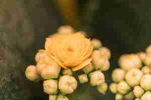 Photo gratuite boutons de fleurs jaunes