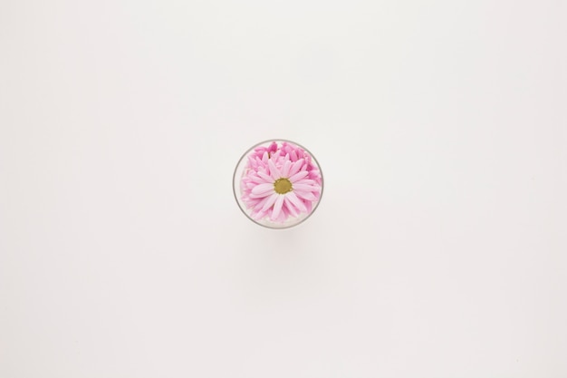 Boutons de fleurs de marguerite rose en verre