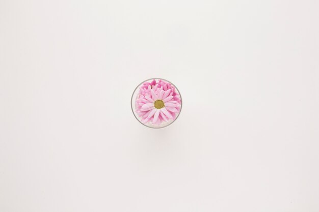 Boutons de fleurs de marguerite rose en verre