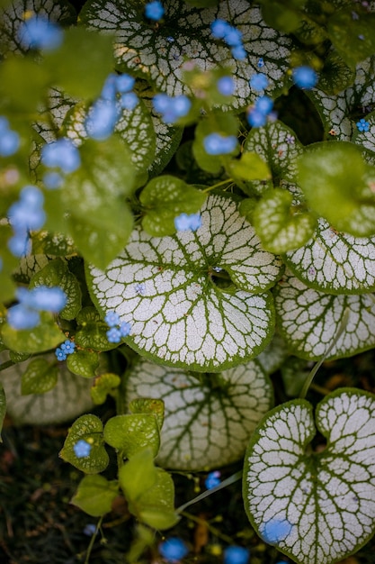 Photo gratuite boutons floraux verts et bleus