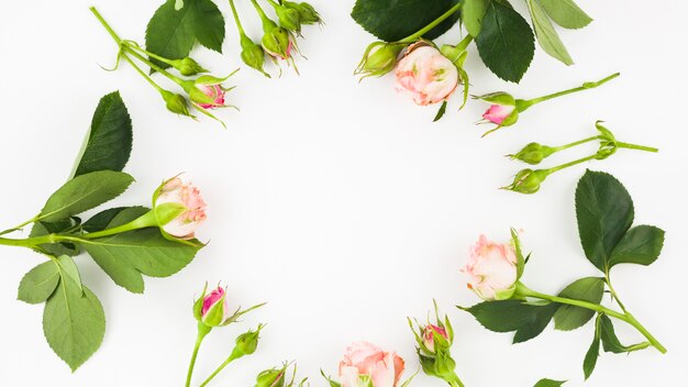 Photo gratuite boutons de rose disposés en cadre circulaire sur fond blanc