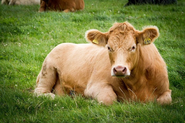 Bovins brun clair reposant au milieu d'une prairie couverte d'herbe capturée à la lumière du jour