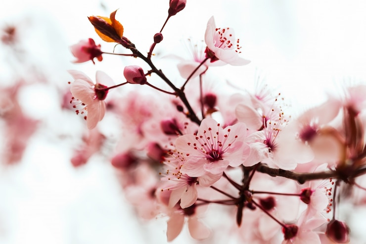 Photo gratuit branche d'amandier