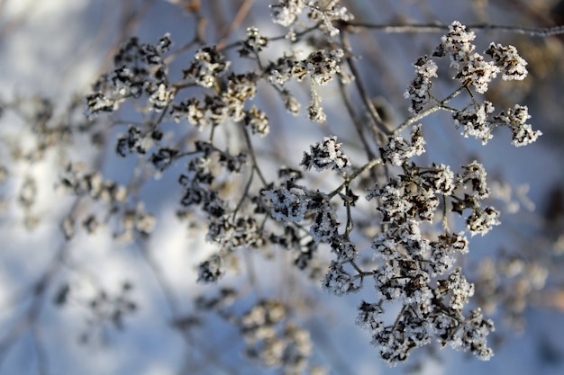 branche d'arbre givré recouvert d'une fine couche de glace pendant l'hiver