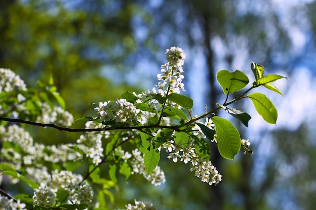 Branche de cerisier des oiseaux sur fond de flou