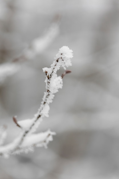 Branche congelée ciblée en hiver