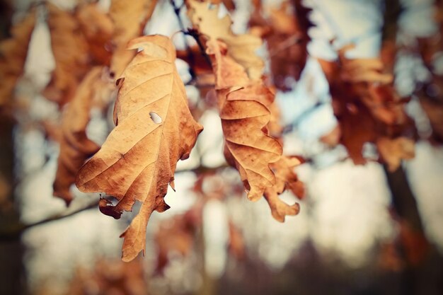 &quot;Branche avec feuilles mortes&quot;