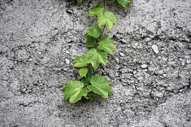 Branche avec des feuilles vertes sur un mur de pierre