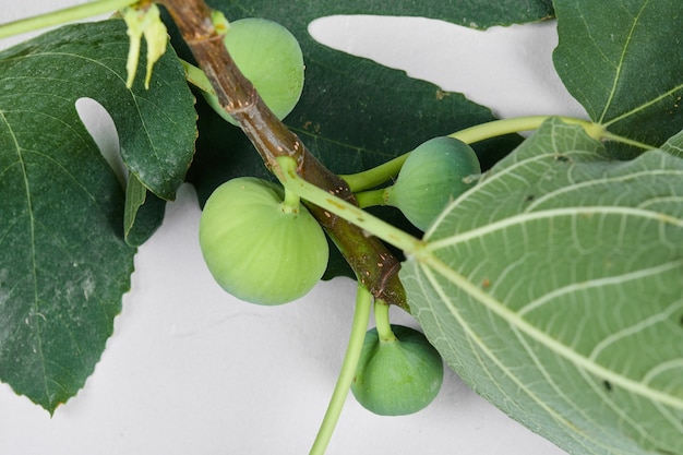 Une branche de figues vertes avec des feuilles sur blanc.