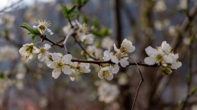 Une branche de fleurs blanches printanières en fleurs