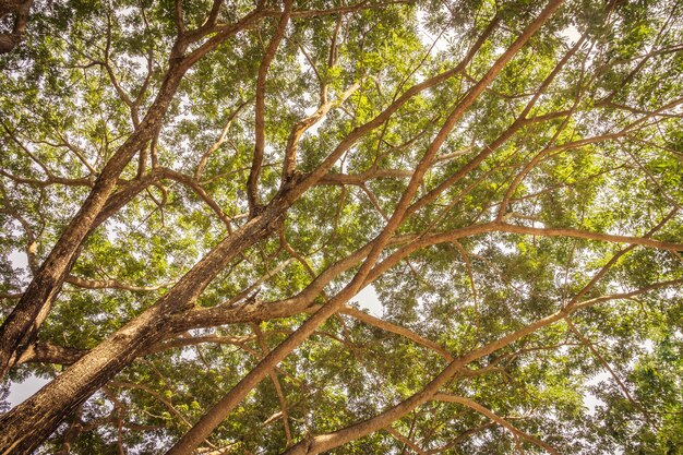 Branche de grand arbre