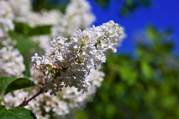 Branche de lilas blanc