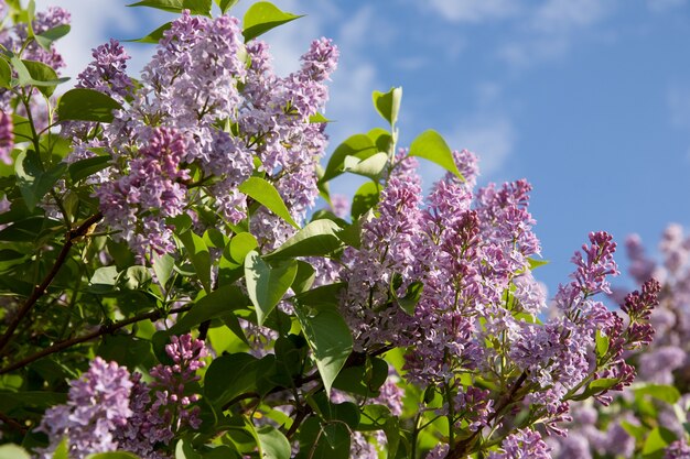 Branche lilas