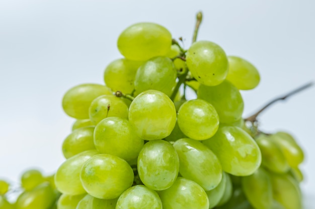 Branche organique couleur vert fruit