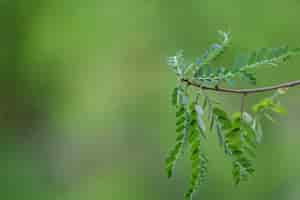 Photo gratuite branche avec de petites feuilles