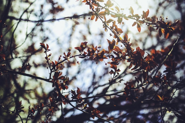 Photo gratuite branches d'un arbre avec fond de ciel