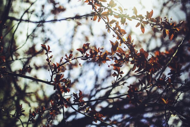 Branches d&#39;un arbre avec fond de ciel