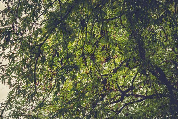 Branches d&#39;arbre