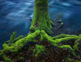 Photo gratuite branches d'arbres couvertes de mousse dans l'eau