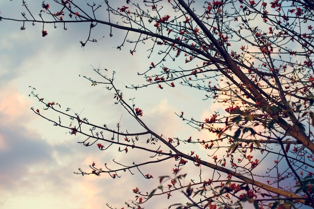 Photo gratuite branches d'arbres avec des fleurs à la pointe