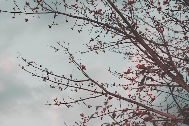 Photo gratuite branches d'arbres avec des fleurs à la pointe