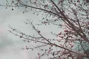 Photo gratuite branches d'arbres avec des fleurs à la pointe