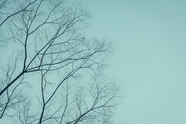 Branches d&#39;arbres (Image filtrée traitées effet vintage.)