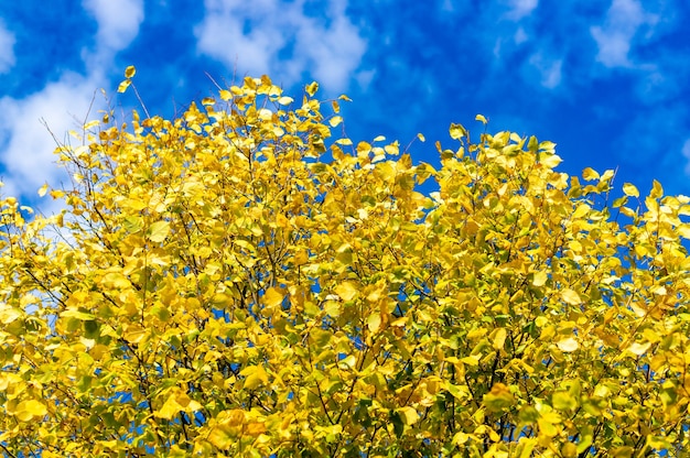 Photo gratuite branches d'arbres pleines de feuilles jaunes en automne avec le ciel bleu