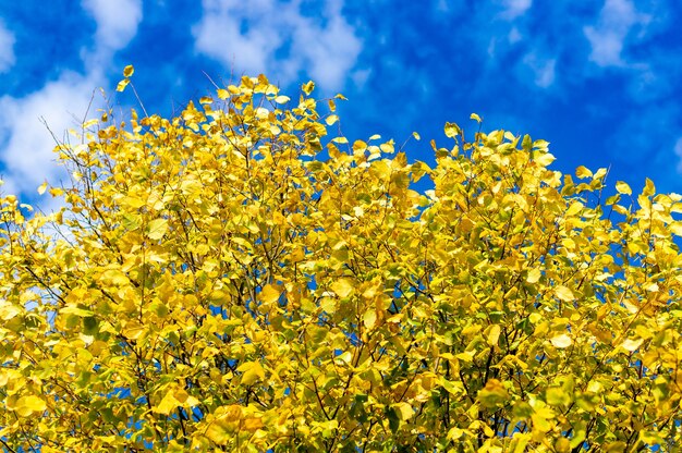 Branches d'arbres pleines de feuilles jaunes en automne avec le ciel bleu