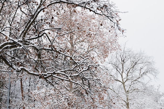 Branches d&#39;arbres recouvertes de neige