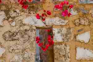 Photo gratuite branches d'arbustes à fleurs sur une centaine de maisons dans la rue de la ville de lindos île de rhodes îles grecques de l'archipel du dodécanèse vacances et destination de voyage populaire