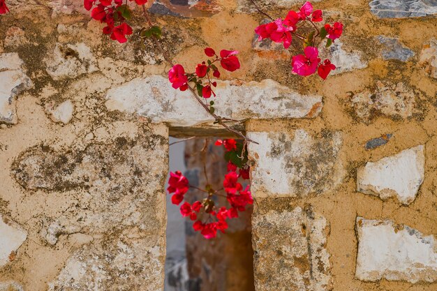 Branches d'arbustes à fleurs sur une centaine de maisons dans la rue de la ville de Lindos Île de Rhodes Îles grecques de l'archipel du Dodécanèse Vacances et destination de voyage populaire