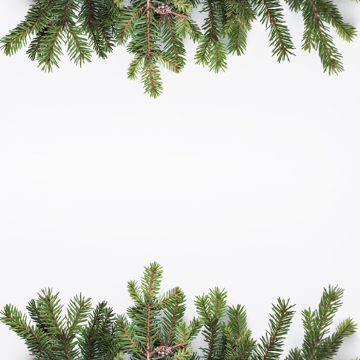 Photo gratuit branches de conifères sur un bureau lumineux