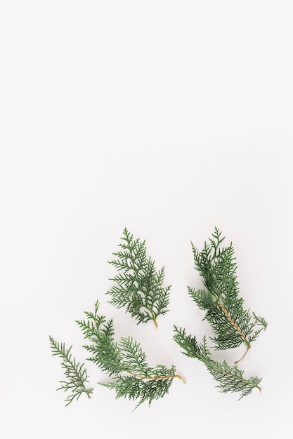 Branches de conifères verts sur un bureau lumineux