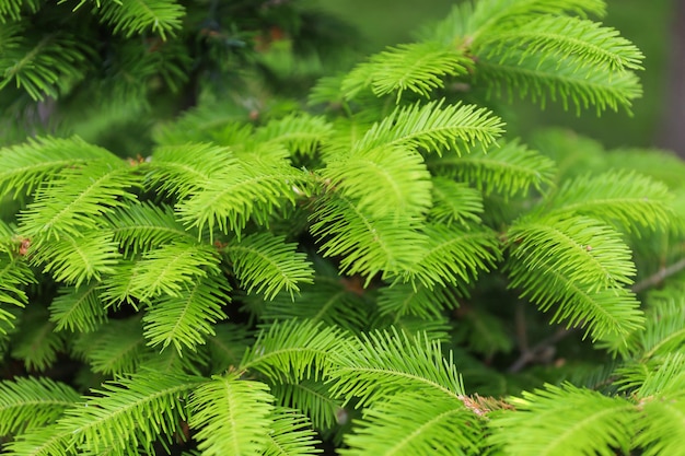 Branches épineuses vertes de sapin ou de pin se bouchent