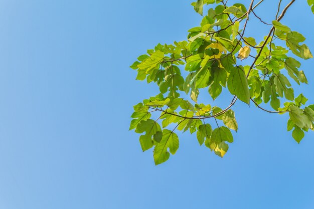 Branches feuillage frais croissance des plantes