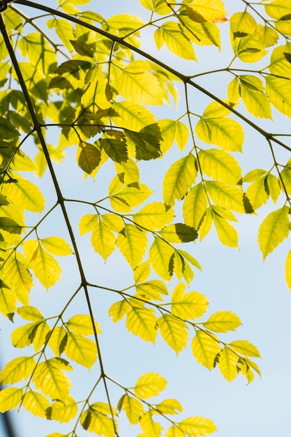 Branches avec des feuilles d&#39;automne jaunes