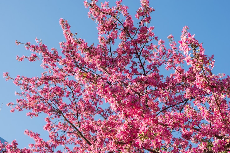 Photo gratuit branches avec des feuilles colorées