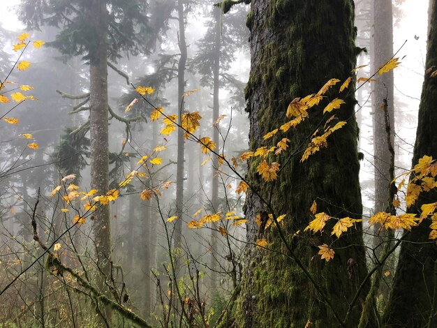 Branches avec des feuilles jaunes entourées d'arbres dans l'Oregon, USA