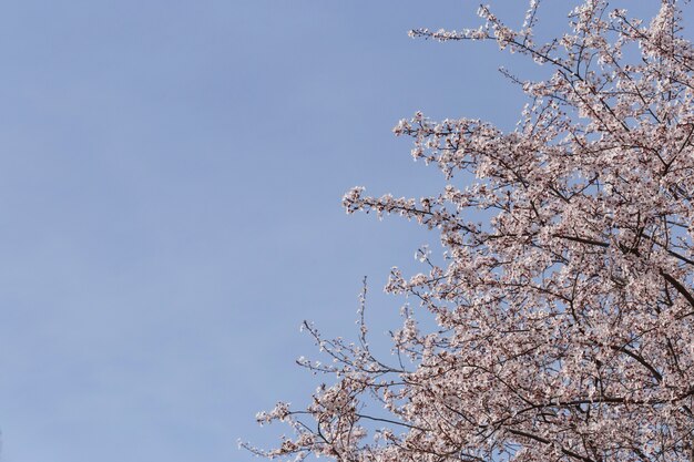 Branches en fleur avec fond de ciel