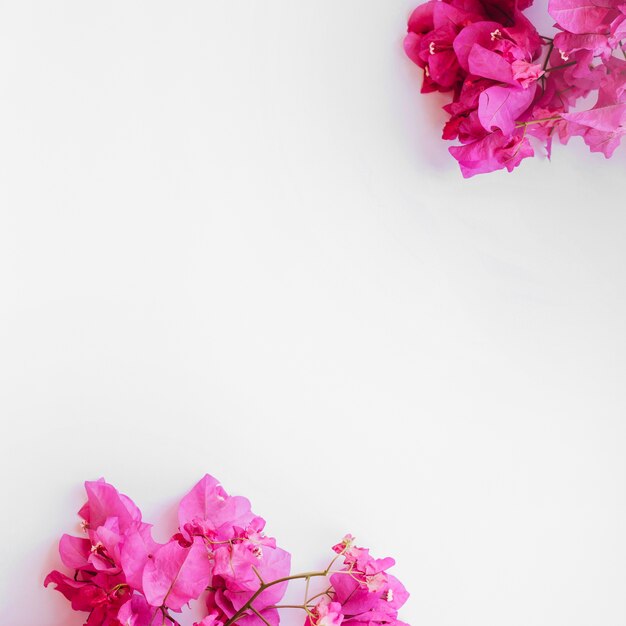 Branches florales lumineuses sur blanc