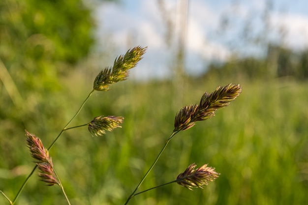 Photo gratuite branches d'herbe douce poussant sur le terrain