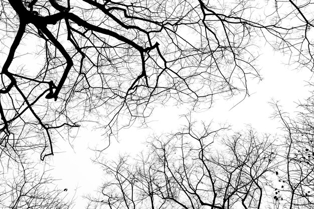 Branches mortes