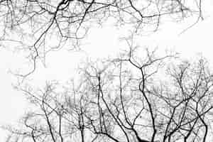 Photo gratuite branches mortes