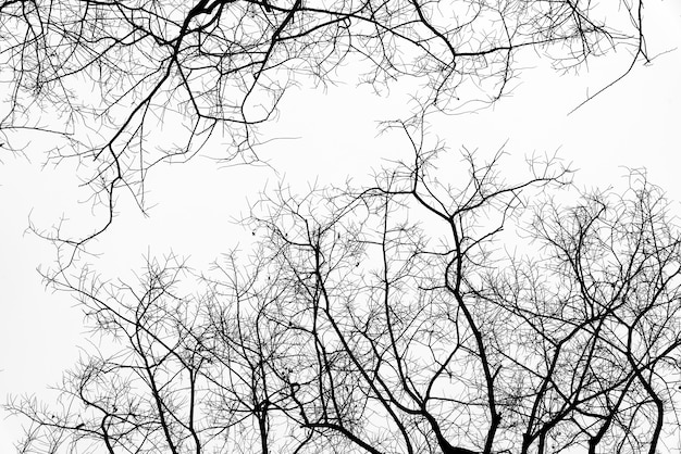 Branches mortes