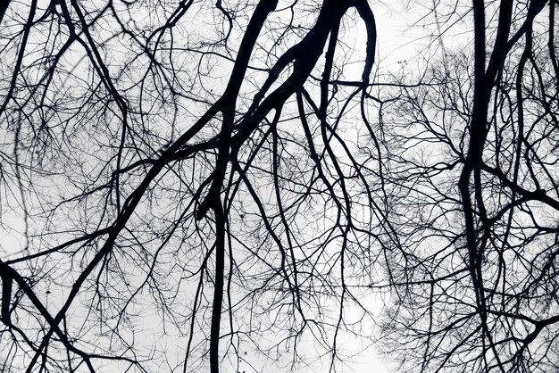 Branches noires