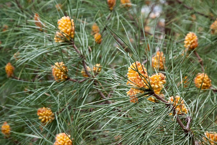 Photo gratuit branches de pin